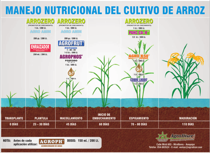 Manejo nutricional del arroz